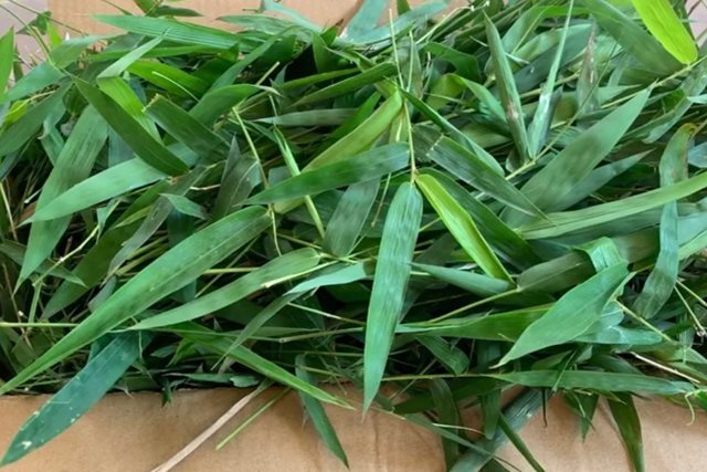 Thực hư về công dụng 'giải độc vaccine' của lá tre gai